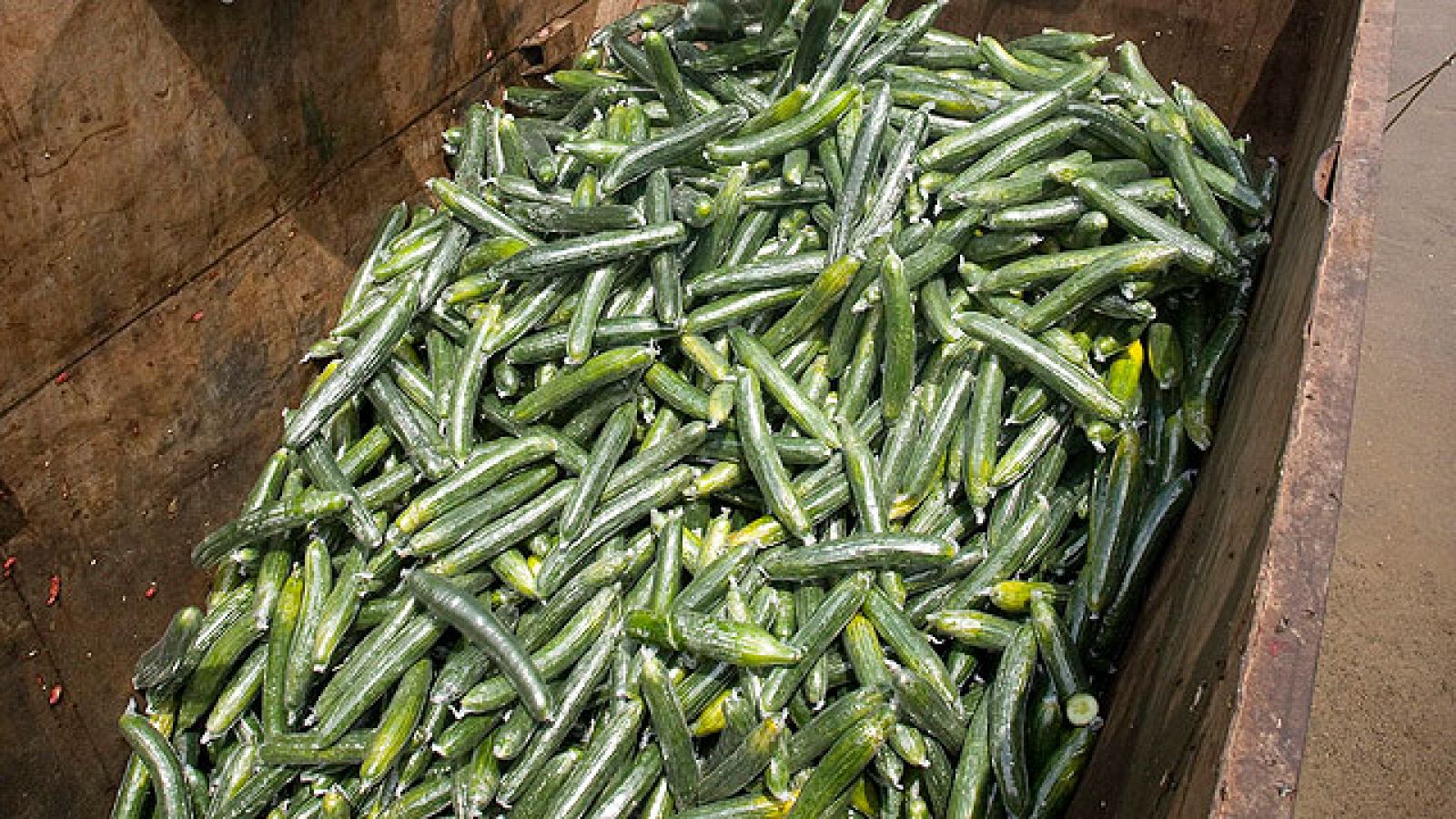 Andalucía estima en 75 millones de euros las pérdidas solo en el sector del pepino