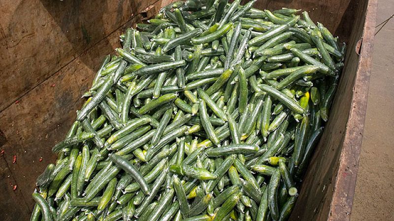 Andalucía estima en 75 millones de euros las pérdidas solo en el sector del pepino