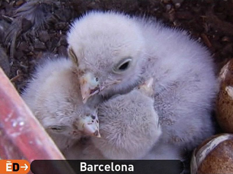 España Directo - Halcones en su ventana