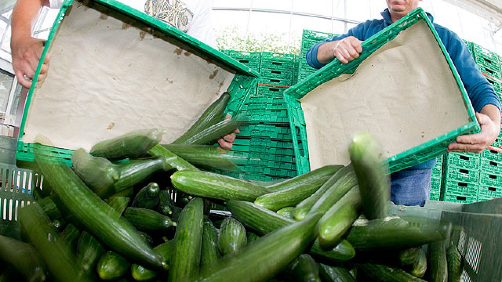 En España, el sector intenta recomponerse de la crisis del pepino