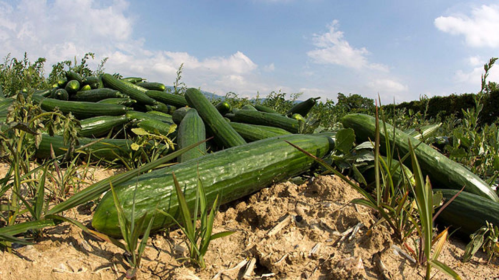 Las investigaciones sobre el origen de la bacteria E. Coli apuntan a un restaurante alemán
