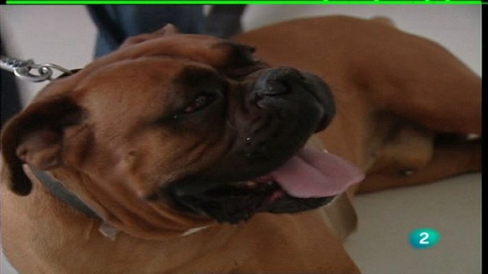 España en comunidad - Hospital veterinario