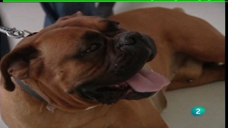 España en comunidad - Hospital veterinario - Ver ahora