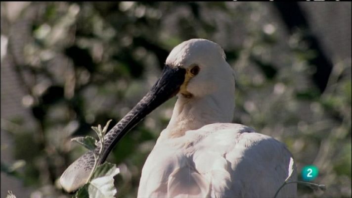 Biodiario - Biodiario - 05/06/11