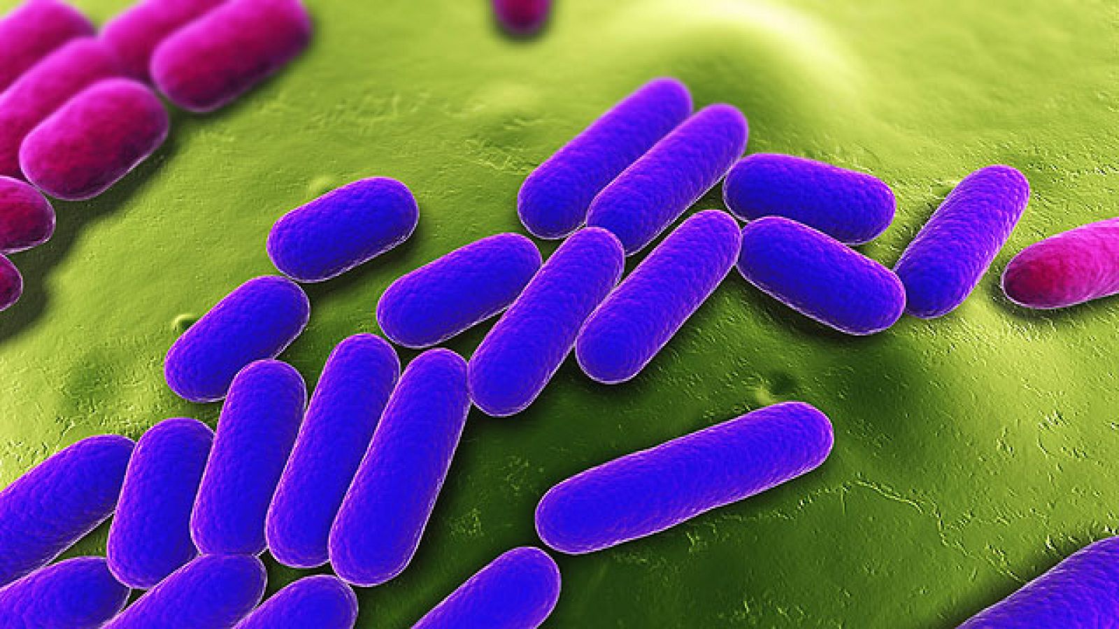 El Gobierno español y el alemán se reunirán el miércoles para pactar ayudas al sector hortofrutícula