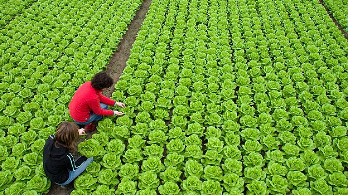 Telediario 1 - Ayudas al sector agrícola