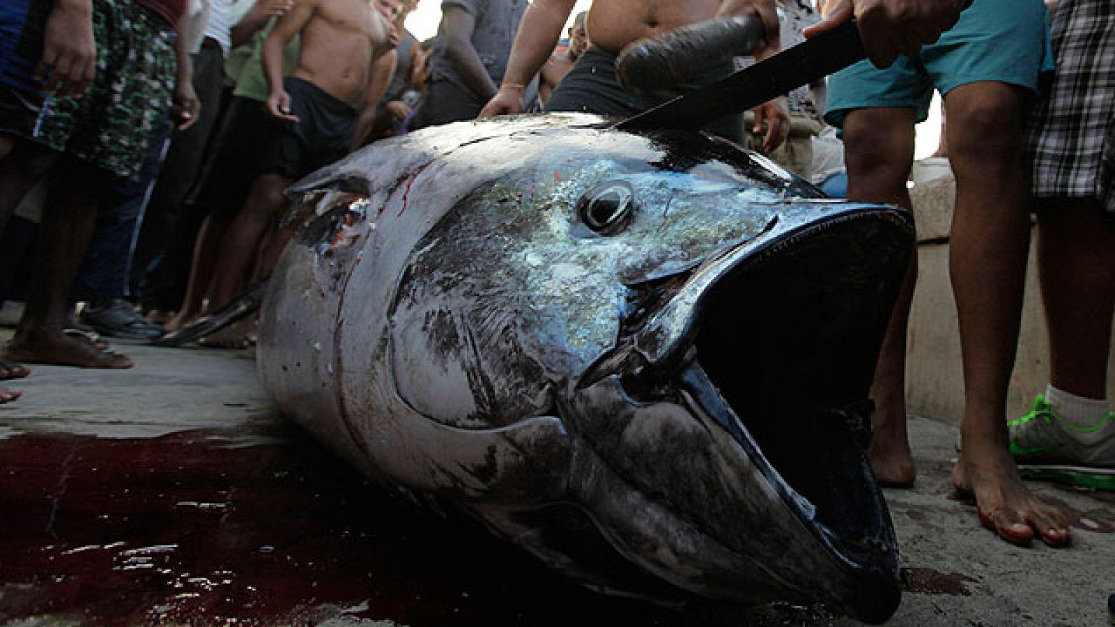 Suelta de atún rojo en el día mundial del medio ambiente