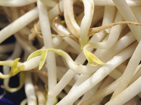 Telediario 1 - Los brotes de soja tampoco parecen ser los causantes de la infección por E. Coli