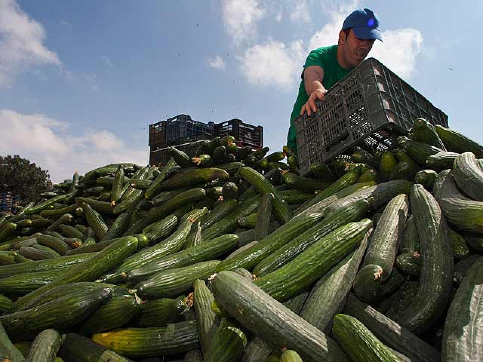 Bruselas propone una ayuda de 150 millones para los agricultores afectados por la crisis del pepino