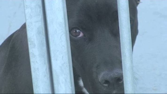 El escarabajo verde - "Mascotas adoptar o morir"