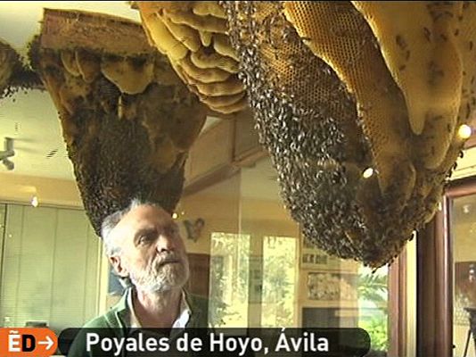 España Directo - Una colmena en casa