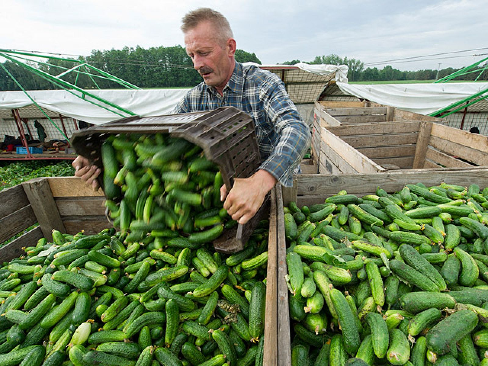 Bruselas aumenta su propuesta de ayuda a los agricultores a 210 millones por la crisis del pepino