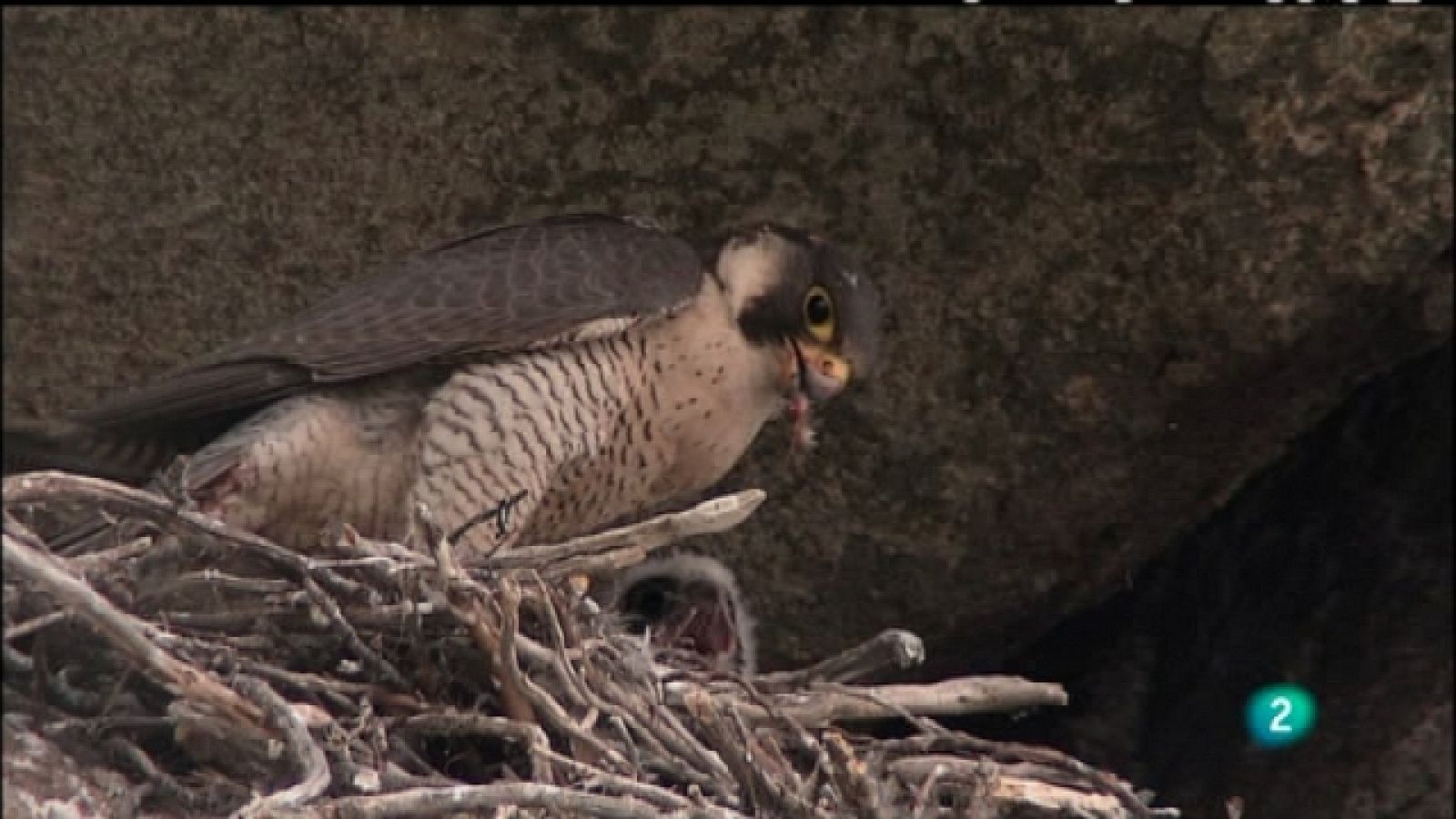 Biodiario - 08/06/11 - Ver ahora