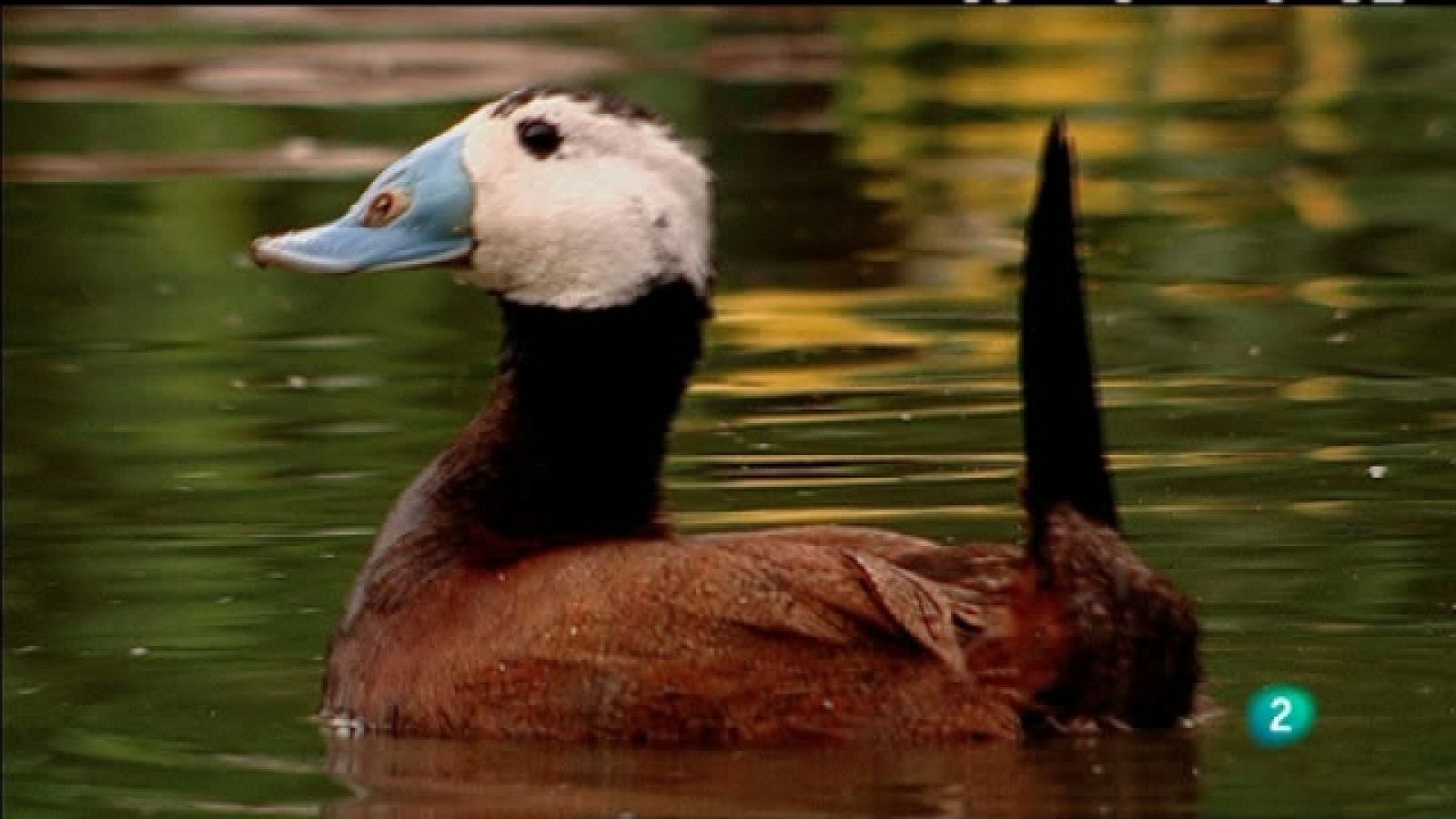 Biodiario - 09/06/11 - Ver ahora