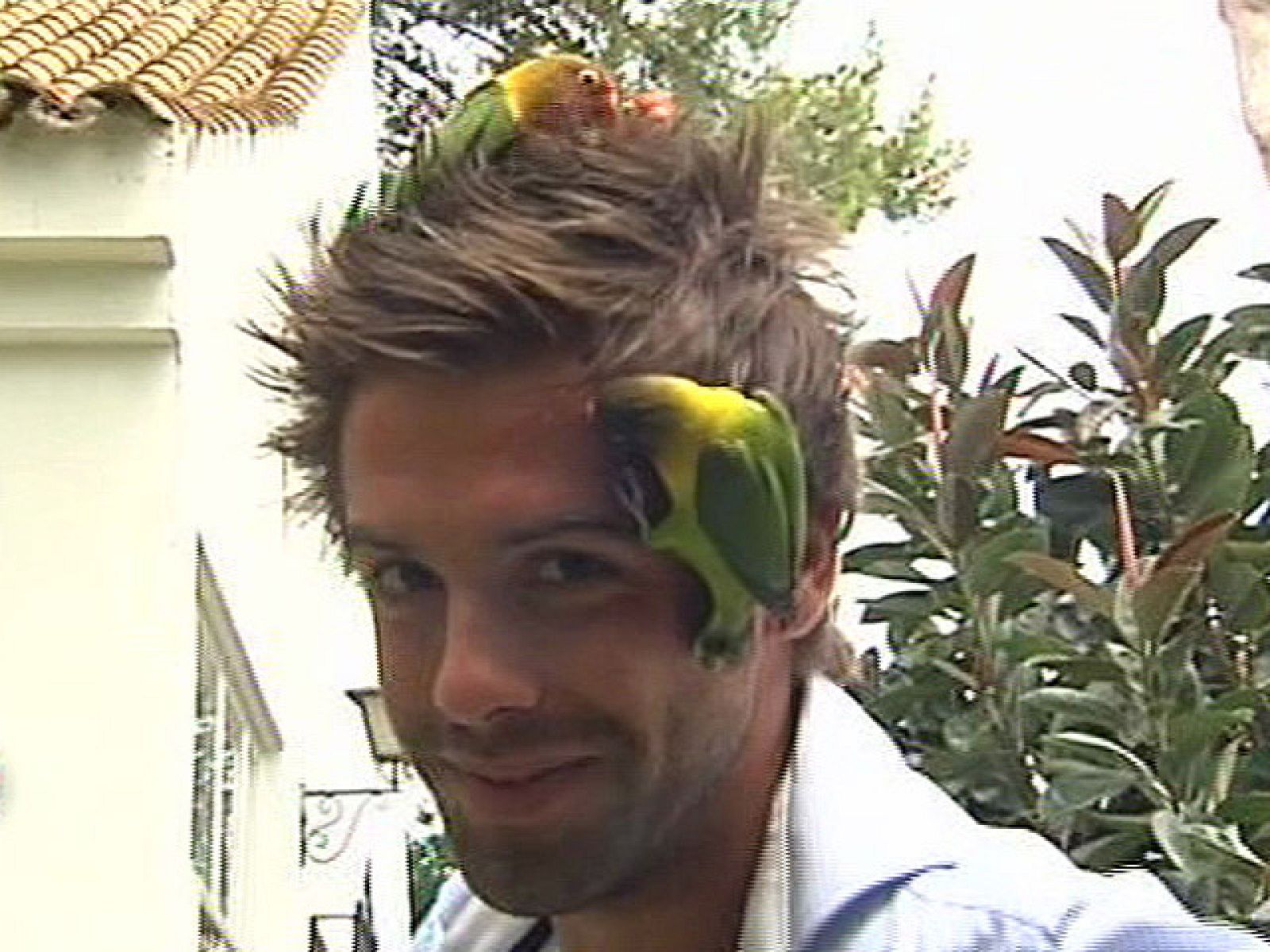 España Directo - Mis amigos los agapornis