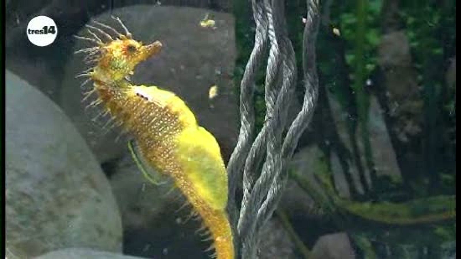 tres14 - cautivos - avance