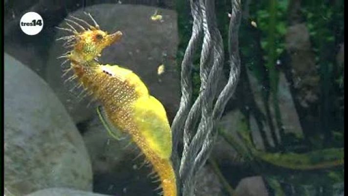 tres14 - tres14 - cautivos - avance