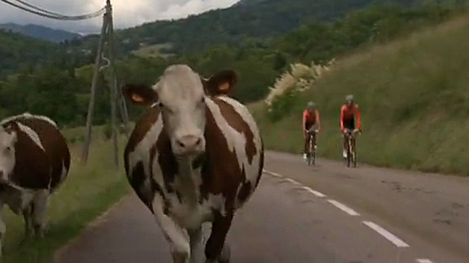 La imagen del día se ha visto en la sexta etapa del Criterium Dauphinè. Unas vacas han saltado a la carrera justo en el momento en el que el pelotón pasaba por su altura. Varios corredores se han ido al suelo, entre los más perjudicados ha estado el