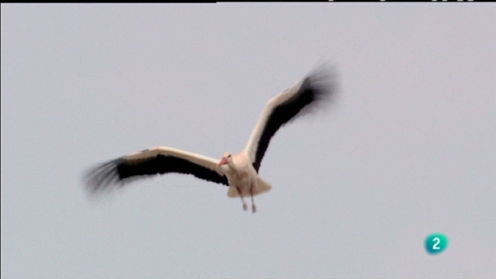 Biodiario - 11/06/11 - Ver ahora