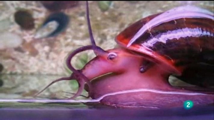 Naturalmente - Las especies invasoras