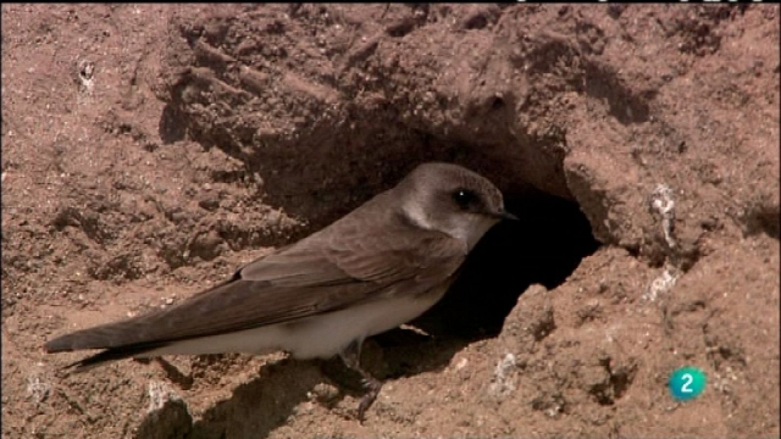 Biodiario - 13/06/11 - Ver ahora