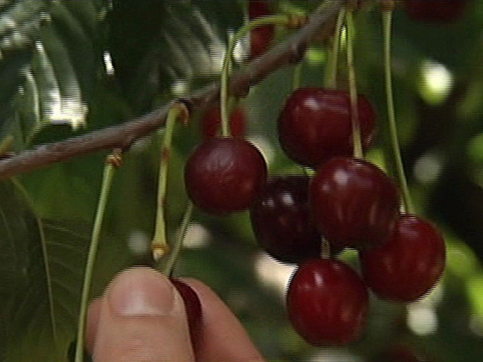 España Directo - ¡A la rica picota!