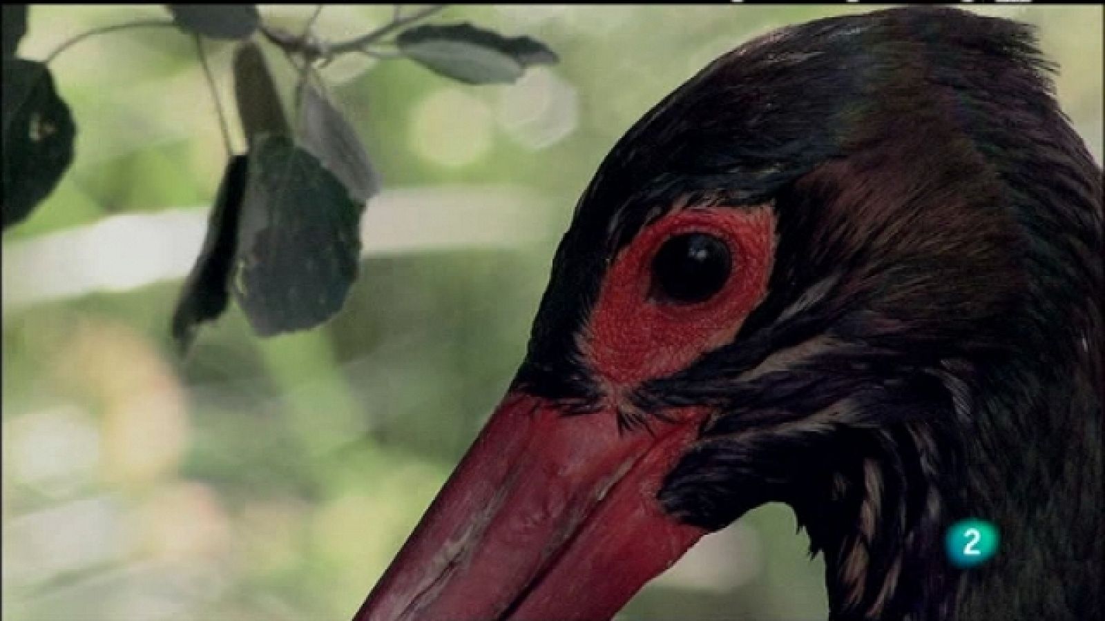 Biodiario - 17/06/11 - Ver ahora