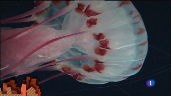 Lo que hay que ver ... - Lo que hay que ver - 18/06/11