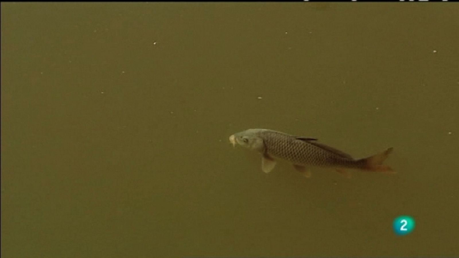 Biodiario - 19/06/11 - Ver ahora