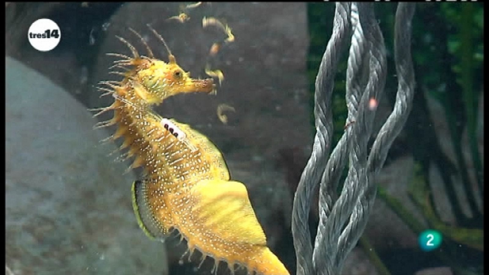 tres14 - Cautivos - Ver ahora