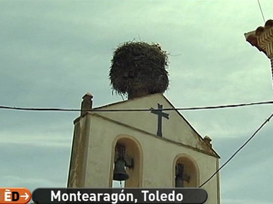 España Directo - Pendientes de un nido