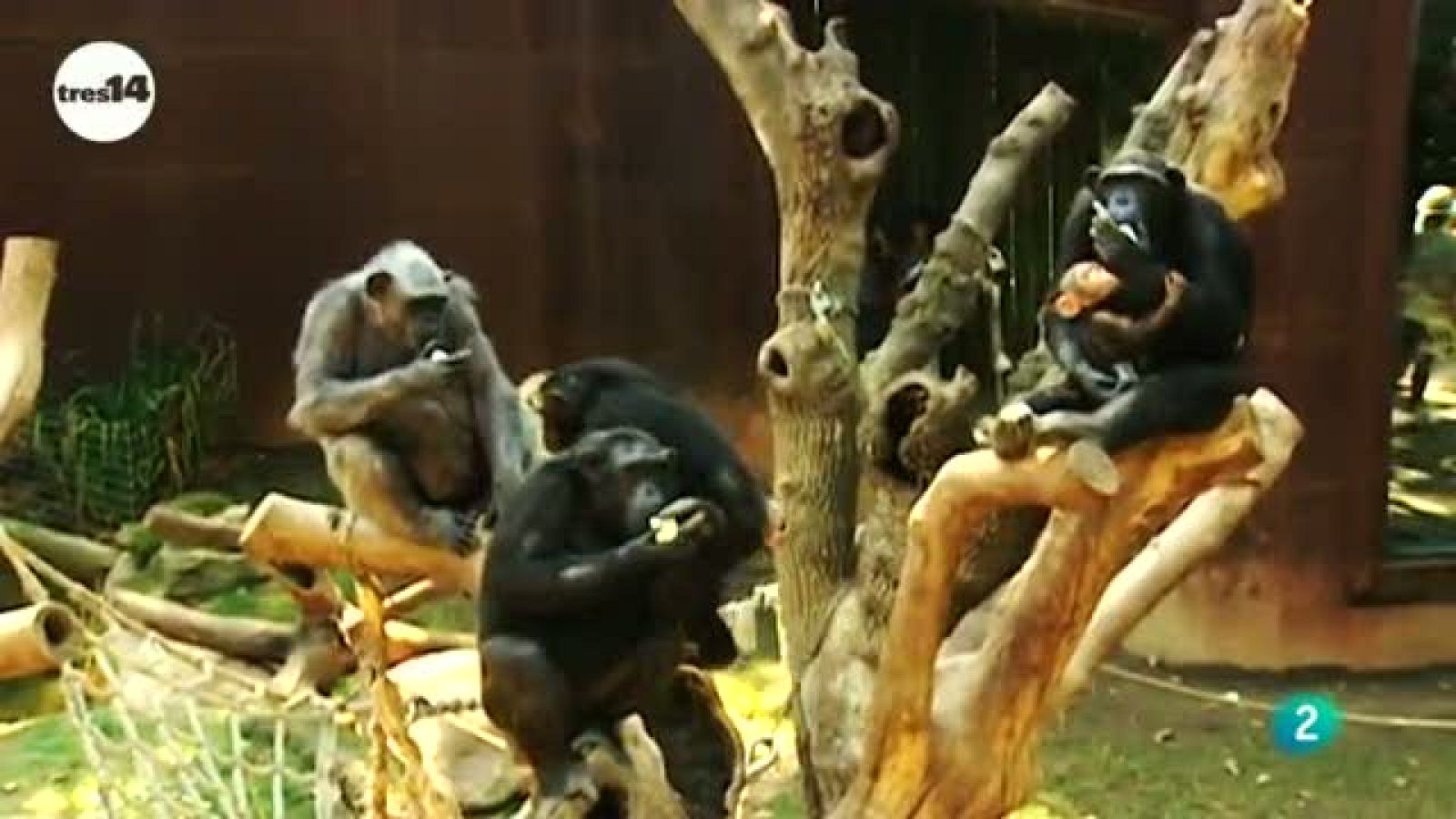 tres14 - curiosidades científicas - Chimpancés en cautividad