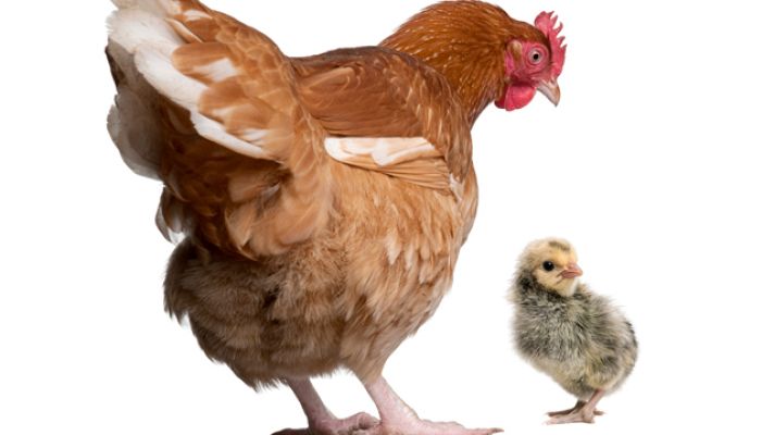 La mañana - El milagro de Santo Domingo