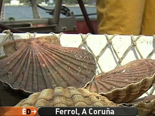 España Directo - Se abre la veda de vieira