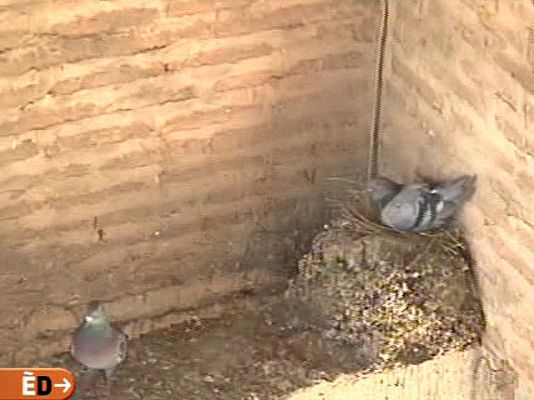 España Directo - Plaga de palomas