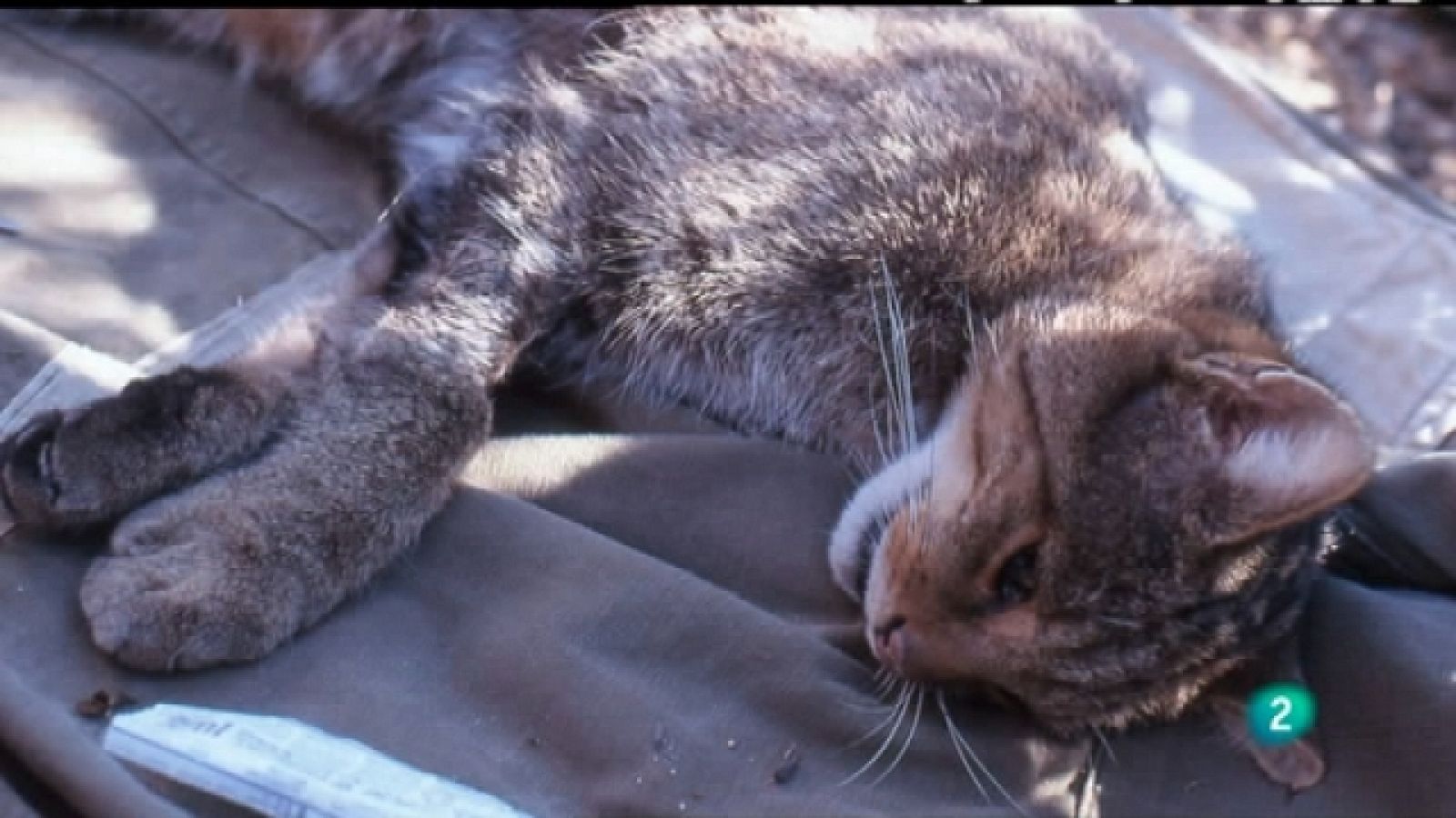 Biodiario - 27/06/11 - Ver ahora