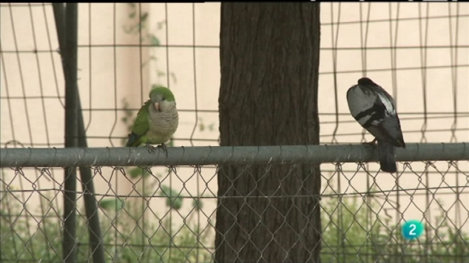 Biodiario - 29/06/11 - Ver ahora