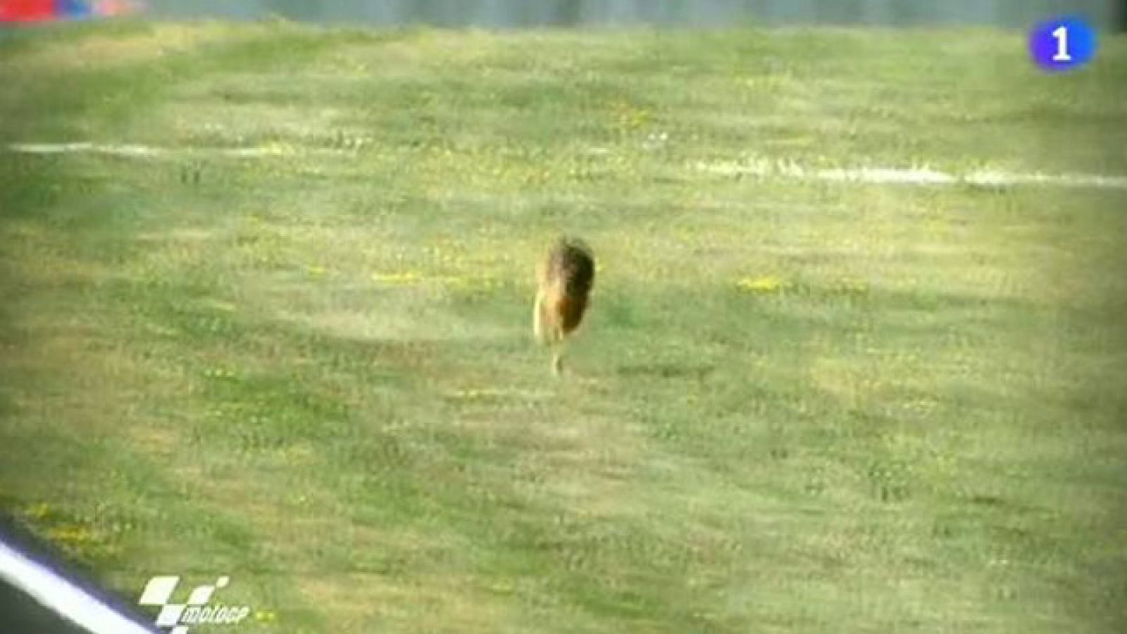 La liebre de la Toscana | Ver