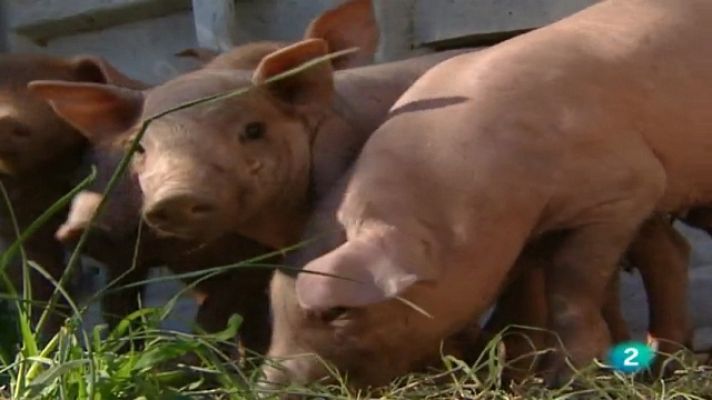A pedir de boca - El cerdo ibérico