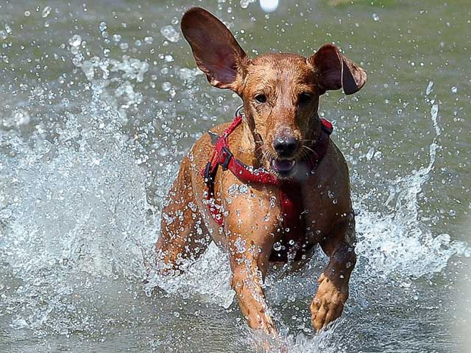 Los celos de los perros, un arma mortal para los niños