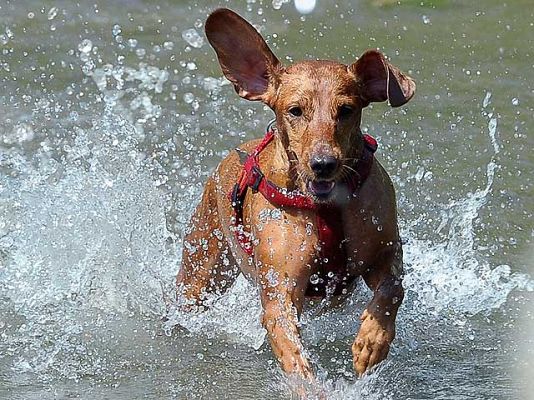 Telediario 1 - Los celos de los perros, un arma mortal para los niños