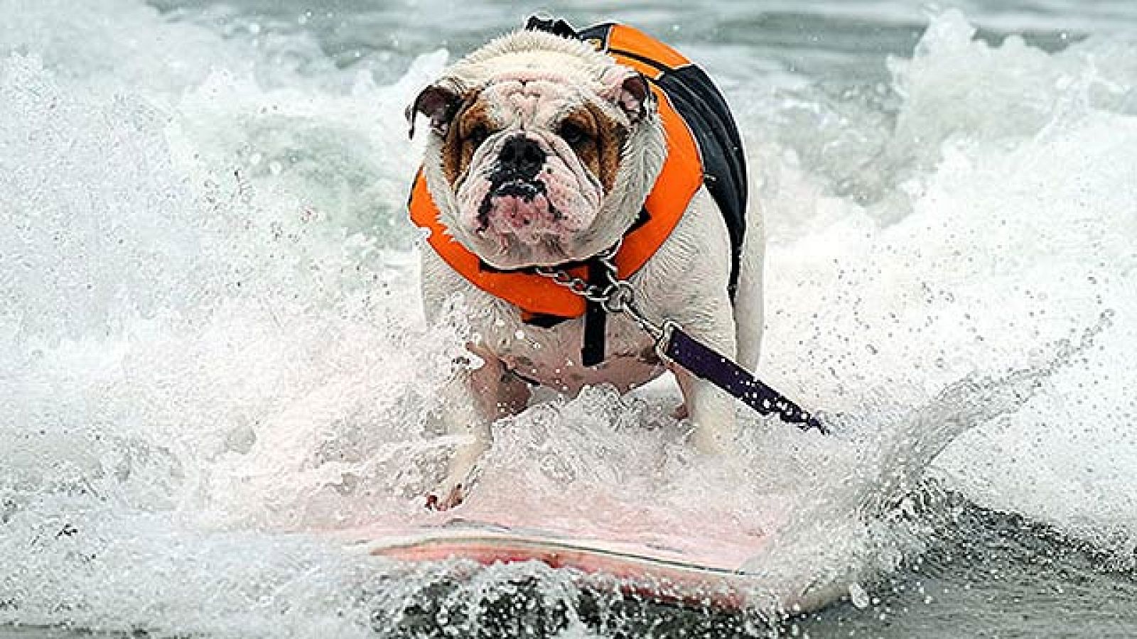 On Off: Perros surfistas - On Off | Ver
