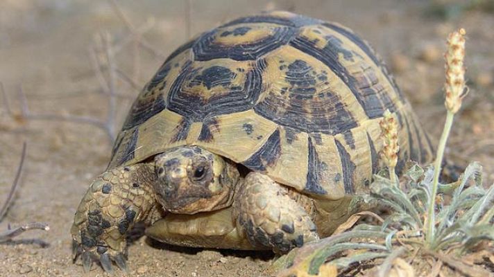 On Off - Hospital de animales