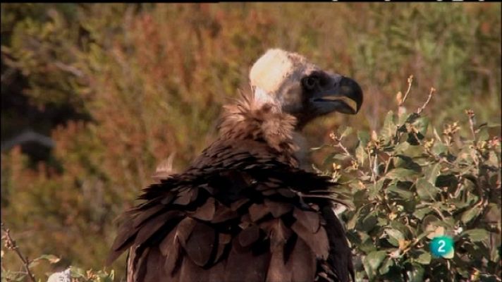 Biodiario - Biodiario - 05/07/11