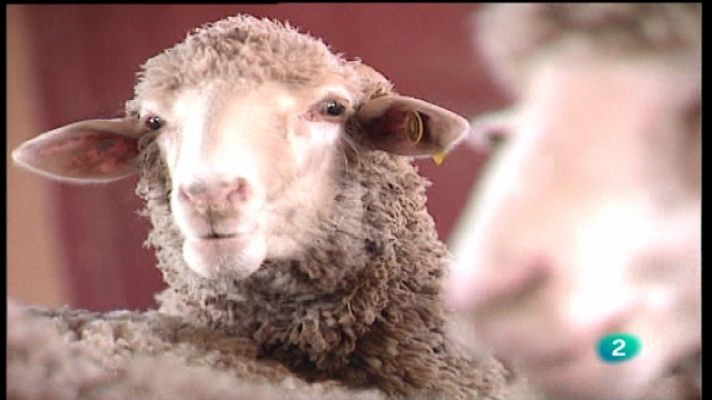 A pedir de boca - Cordero y ternera de Extremadura