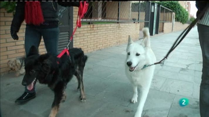 Otros documentales - Artículo 337