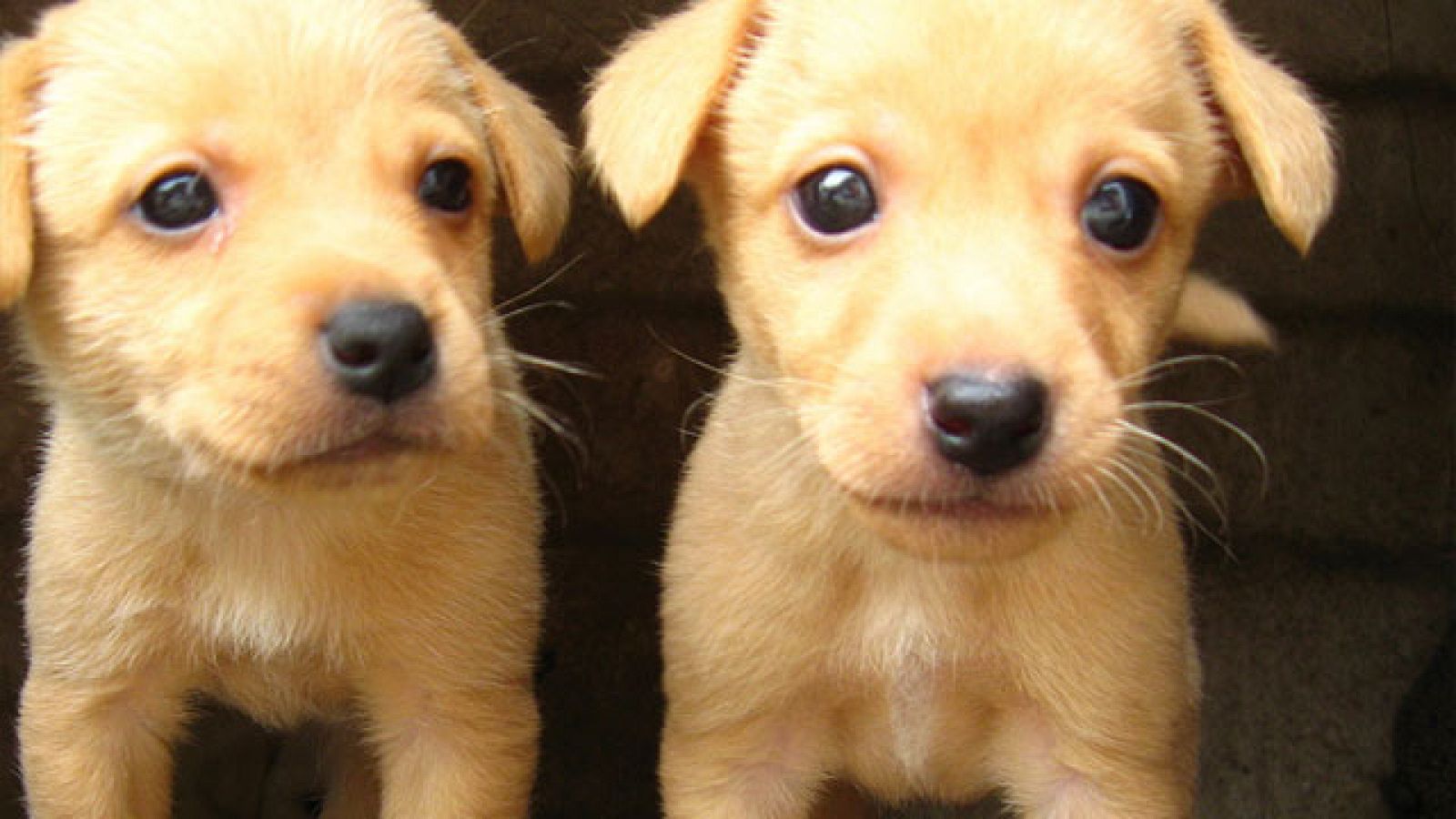 Avance - 'Artículo 337', un documental que denuncia el vacío legal sobre protección animal