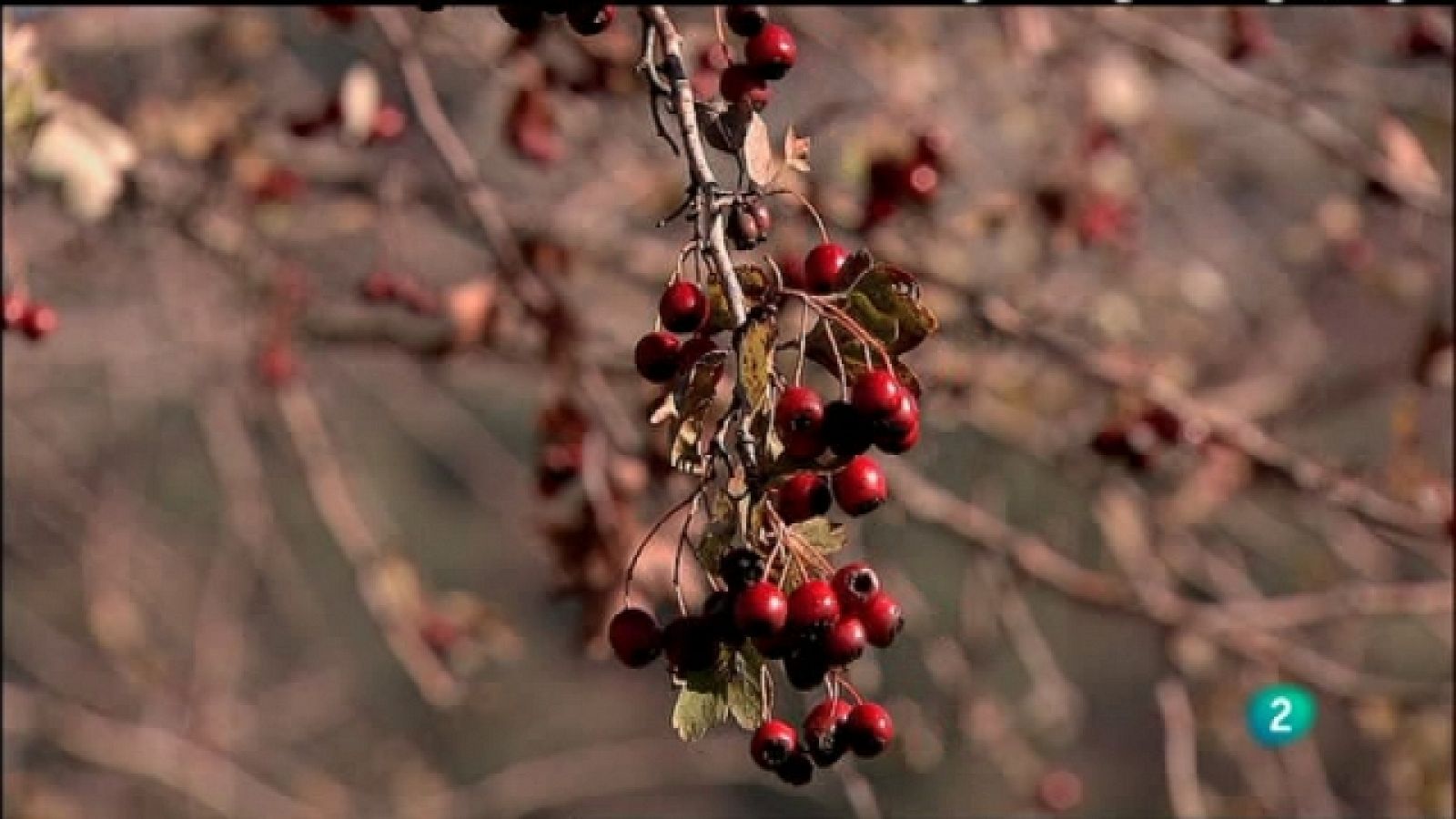 Biodiario - 10/07/11 - Ver ahora