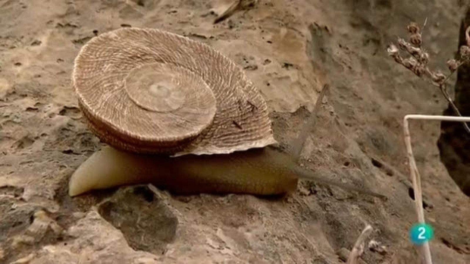 Biodiario - 11/07/11 - Ver ahora