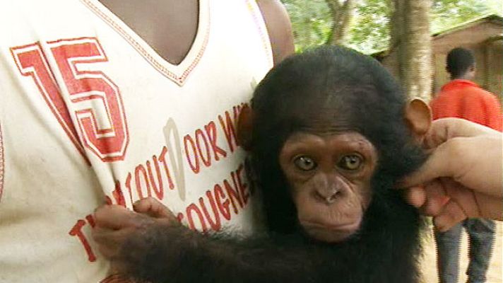 Españoles en el mundo - Camerún - Reserva Pongo Songo